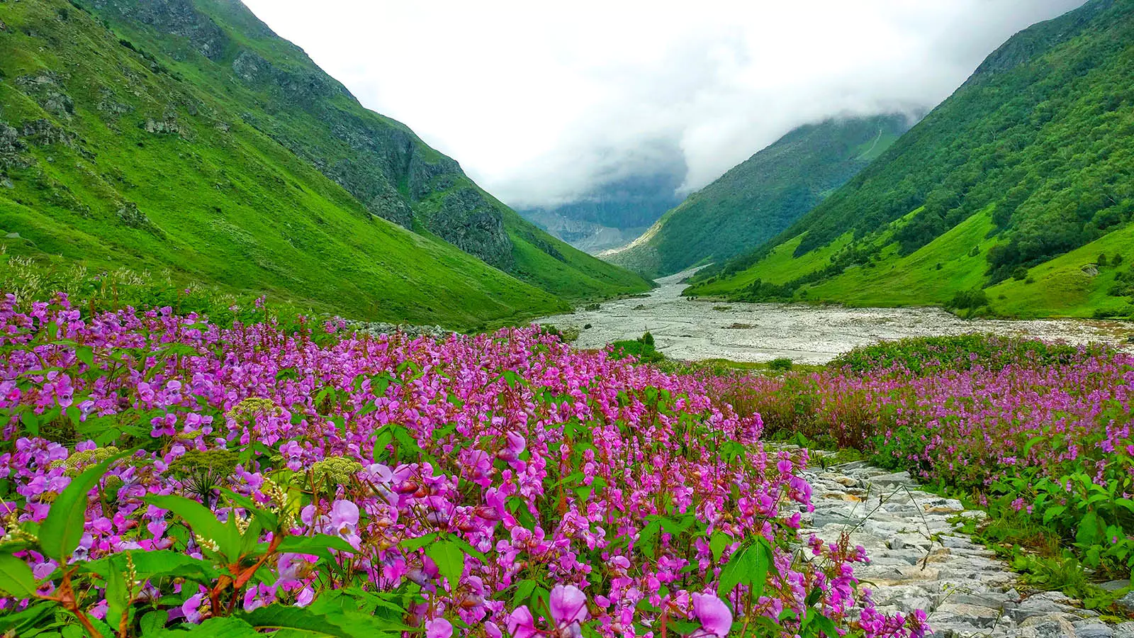 ZidYsPPdc1huKsSI ValleyOfFlowers PavanJain Bloomingflowersofthevalley